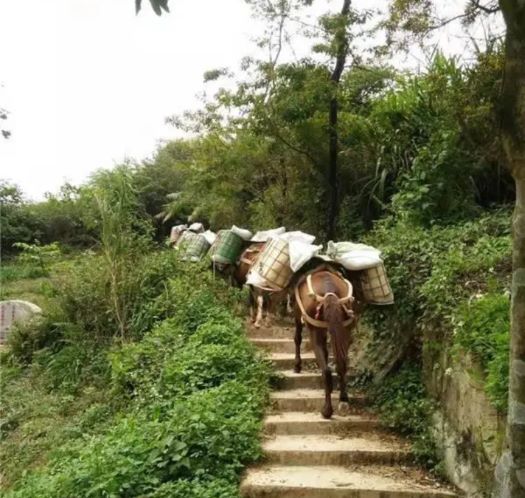 娄底山区马帮运输