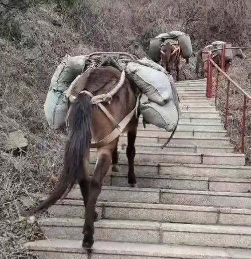 娄底骡马运输